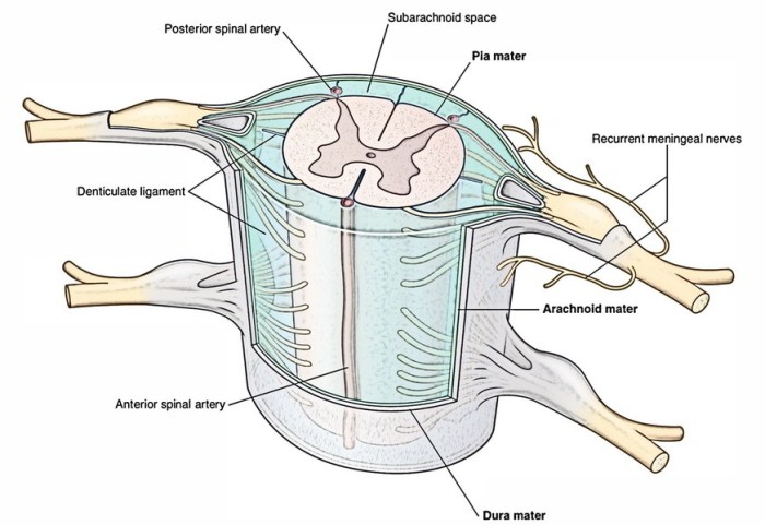 Label the spinal cord meninges and spaces.