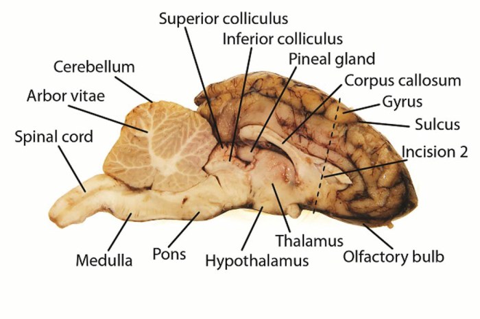 Sheep brain dissection worksheet pdf