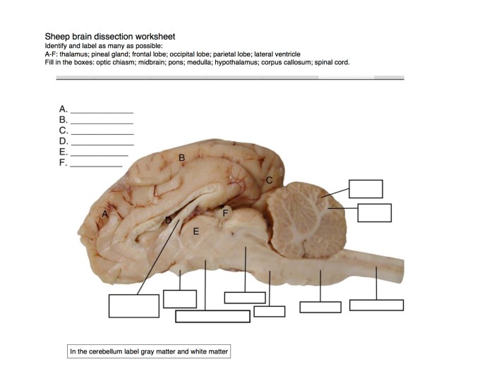 Sheep brain dissection worksheet pdf