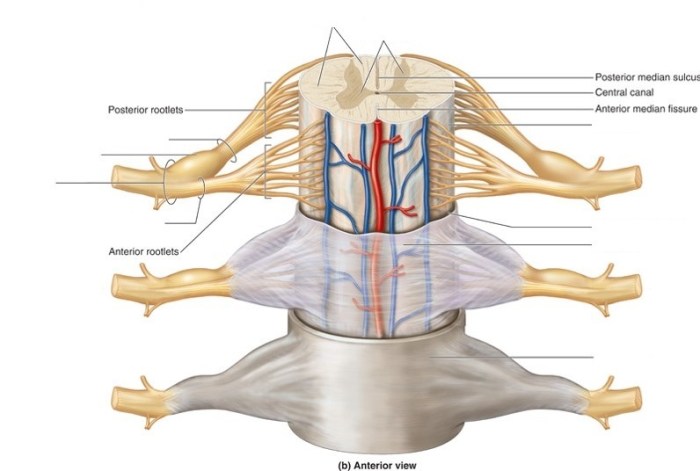 Spinal cord meninges identifying correctly anatomical