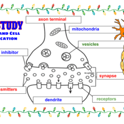 Pogil cell communication answer key