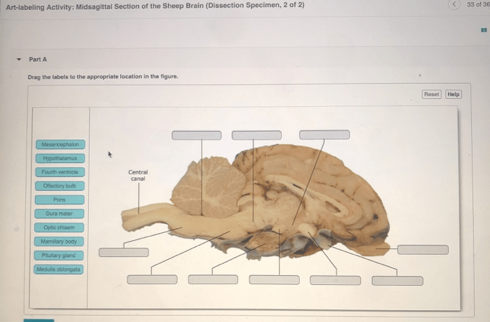 Sheep brain dissection worksheet pdf