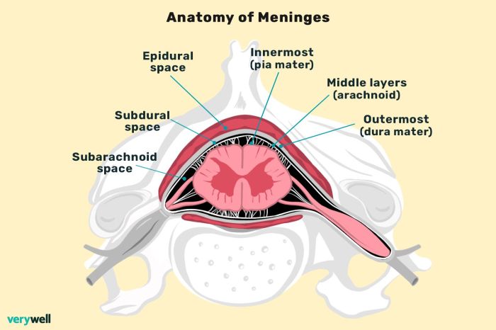 Label the spinal cord meninges and spaces.