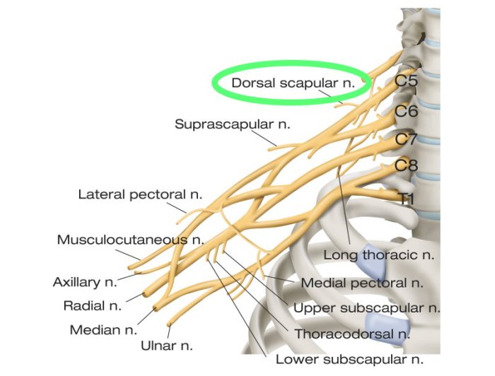 Suprascapular neuropathy nerve entrapment healthjade