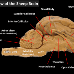 Brain sheep dissection guide lab biology biologycorner science human structures anatomy visit